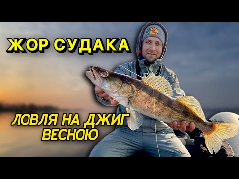 Видео: ЖОР СУДАКА НАЧИНАЕТСЯ! СУДАКИ кусают ПРИМАНКИ!Ловля судака 2024 года.Судак на джиг. Судак на силикон