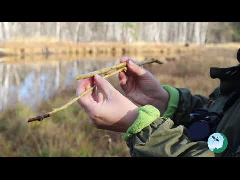 Видео: Учет бобров