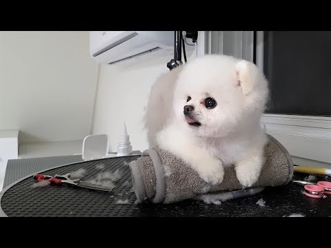 Видео: Чувственная ванна для щенков, спа, стиль плюшевого мишки ㅣ Уход за домашними животными