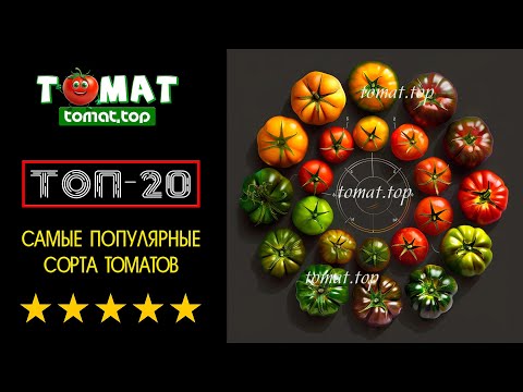 Видео: Самые популярные и любимые сорта томатов! Рейтинг ТОП-20 сортов томатов!  Итоги опроса – Tomat.top