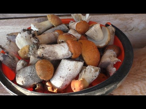 Видео: НА УЧАСТКЕ 2 СЕЗОН # 93 ВИДЕО ОТ АЛЕКСАНДРА ИГРОФФ