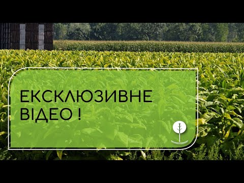 Видео: Як вирощувати найкращі сорти тютюну в домашніх умовах?!