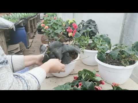 Видео: Обрезка бегонии элатиор, солении и результат обрезки ранее.