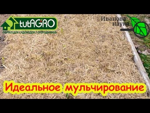 Видео: КОГДА, ЧЕМ и ЗАЧЕМ мульчировать озимый чеснок и лук? Моя любимая мульча для чеснока.