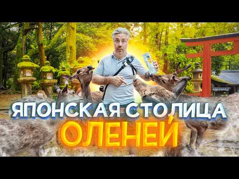 Видео: Парк оленей в Японии: Нара — вас тут сожрут! + Обзор японского супермаркета