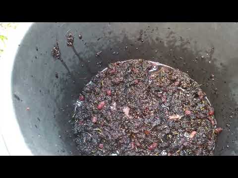 Видео: вино из шелковицы (тутовника)