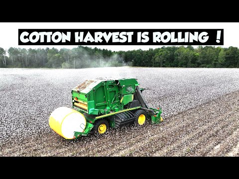 Видео: МЫ НАЧАЛИ ОТЛИЧНЫЙ СБОР ХЛОПКА