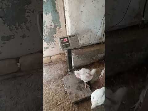 Видео: Оддий уй шароитида Бройлер товук бокиш.30-кун#жужа #товук #узбекистан #бизнес #бройлер #топ #uzb #uz