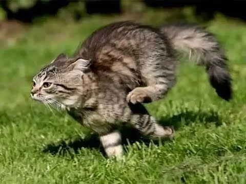 Видео: 😺 Барсик - кушать! 🐈 Видео смешных котов и котят для хорошего настроения! 😻
