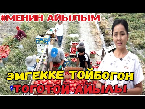 Видео: ЭМГЕККЕ ТОЙБОГОН "ТОГОТОЙЛУКТАР" #МЕНИНАЙЫЛЫМ