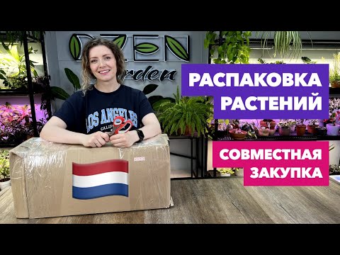 Видео: Распаковка посылки с комнатными растениями » Совместная закупка