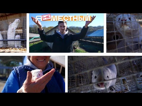 Видео: Я не местный. Село Пелагиада: норки и мех, мех и норки