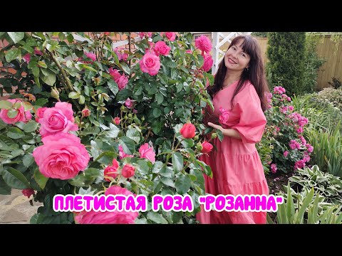 Видео: Плетистая роза РОЗАННА. Это ШЕДЕВР! Зимостойкая, неприхотливая, красивая.