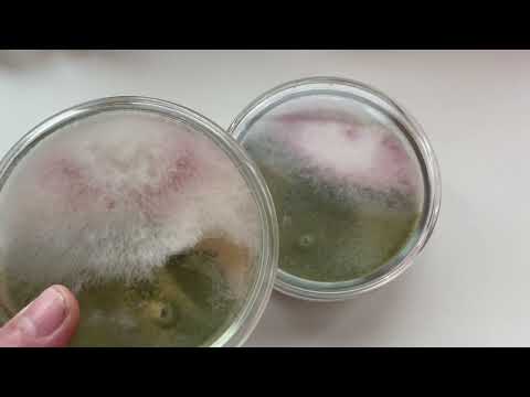 Видео: Триходерма Т-22