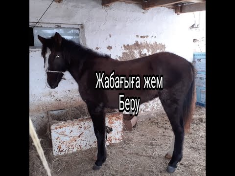 Видео: Жабағы Бағу/ Жем беру / Жуасыту
