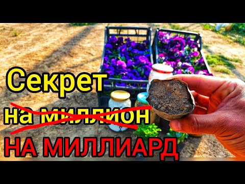 Видео: НАРАБОТАННАЯ СХЕМА НА МИЛЛИОНАХ РАССАД. Кальциевая селитра моё главное оружие, ПЕРЕДАЮ БОЛЬШОЙ ОПЫТ.