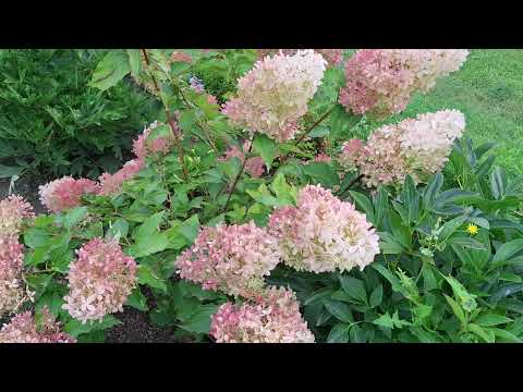 Видео: Розы даже бесплатно не  берут.