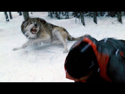 Видео: Охотники в порыве азарта преследовали волка, но они даже не представляли, что встанет на его защиту!