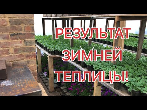 Видео: Как перезимовала новая ТЕПЛИЦА? Результат ПЕЧИ и ПЛЁНКИ!