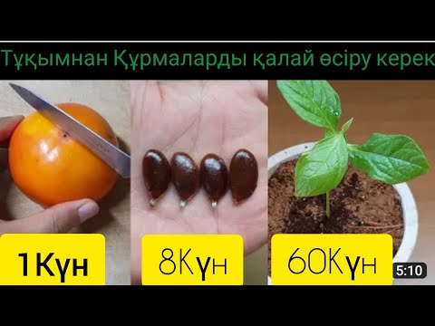 Видео: ҚҰРАМАНЫ ДӘННЕН ҚАЛАЙ ӨСІРУ КЕРЕК #құрма #дәннен #үй жағдайында