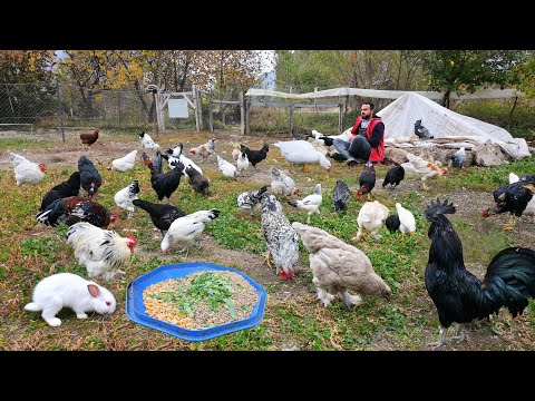 Видео: Эффективный рецепт корма для выращивания органических цыплят - Мой кролик родил - Работа на ферме