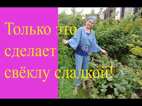 Видео: Как вырастить сладкую свёклу