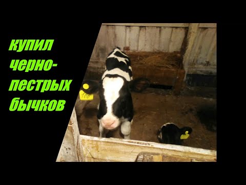 Видео: Купил черно-пестрых бычков🐮
