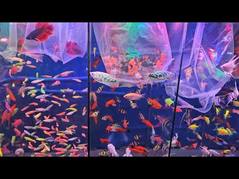 Видео: Сдал рыбку. Лимнофила сидячецветковая (Limnophila sessiliflora)