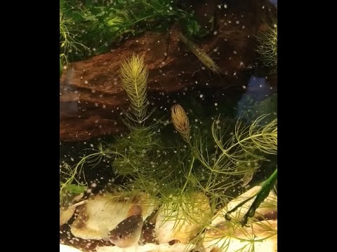 Видео: Дафния моина. Недельный эксперимент.