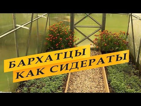Видео: Бархатцы как сидераты осенью.