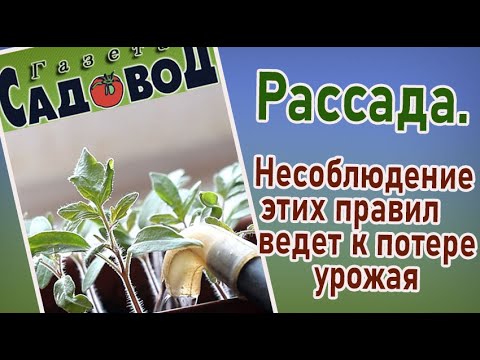 Видео: Рассада. Несоблюдение этих правил ведет к потере урожая