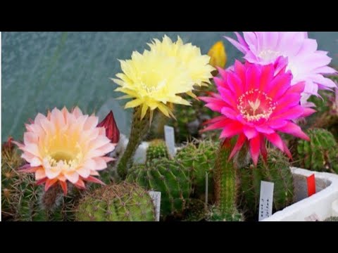 Видео: Эхинопсис трубкоцветный (Echinopsis tubiflora) пересадка