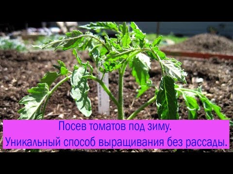 Видео: Посев томатов под зиму. Уникальный способ выращивания без рассады. Выпуск 198