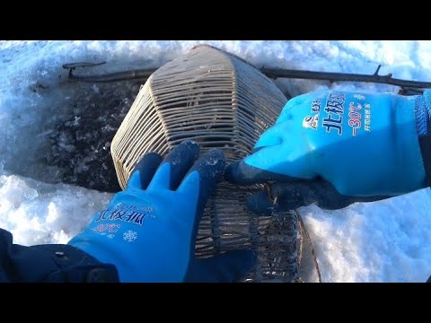 Видео: Якутия  t-23°. Идём проверять снасти.