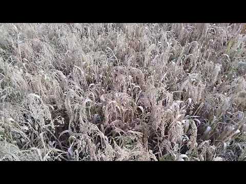 Видео: Уборка проса