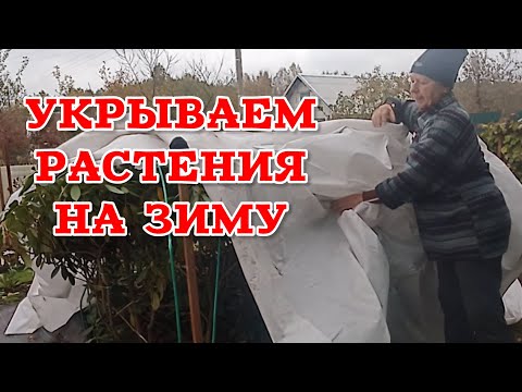 Видео: ❄️ Как укрыть рододендроны, азалии и гортензии на зиму | Лучшие способы от Модной Дачницы 🌿