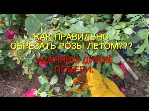 Видео: Как правильно  обрезать розы летом??? Удаляем дикую поросль. Результат не заставит ждать!!!🌹🌹🌹