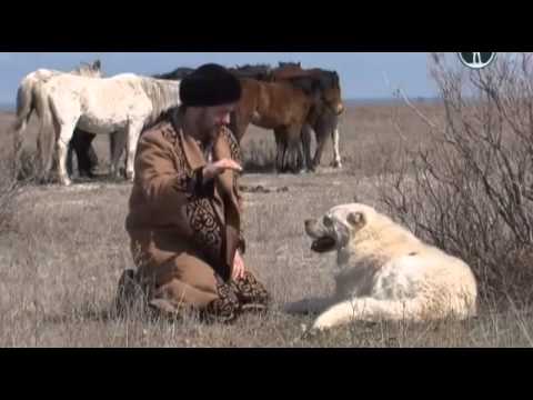 Видео: Планета собак (Казахский тобет 2012)