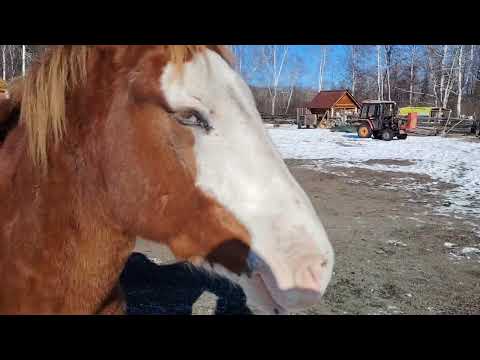 Видео: Затаврили Алмаза 21.10.25 