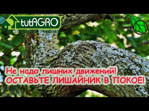 Видео: Ненужная работа в саду. НЕ СЛУШАЙТЕ ГЛУПЫХ О ЛИШАЙНИКАХ!