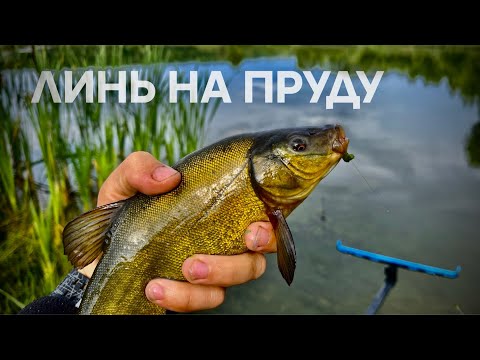 Видео: РЫБАЛКА за КАРАСЕМ на сельском пруду!!! А тут ЛИНЬ на пруду!