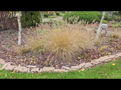 Видео: Работы в саду в ноябре.  Прогуляемся