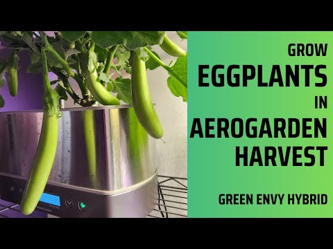 Видео: Выращивайте баклажаны в Aerogarden Harvest Hydroponics, Green Envy