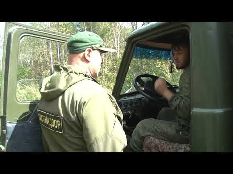 Видео: Кедровое браконьерство в Хабаровском крае сентябрь 2019