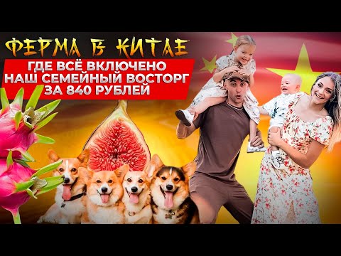 Видео: СКАНДАЛЬНО дешевая китайская  ферма! Хучжоу | кормление животных, как растёт питахайя