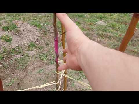 Видео: Съкращаване на овощно дръвче след засаждане