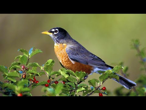 Видео: Сказочная Атмосфера Весеннего Леса, Живые Звуки Природы Для Глубокого Расслабления.
