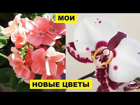 Видео: ПЕРЕСАДКА НОВОЙ ОРХИДЕИ. НОВАЯ ГЕРАНЬ.