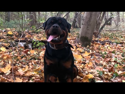 Видео: Как отучить собаку подбирать на улице?/Ротвейлер Дэдди#rottweiler #ротвейлердэдди #дрессировкасобаки