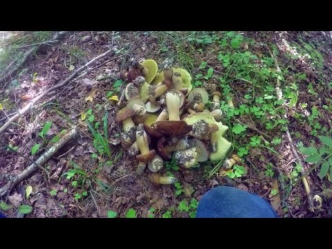 Видео: Сбор белого гриба,грибное безумие,белые грибы полянами